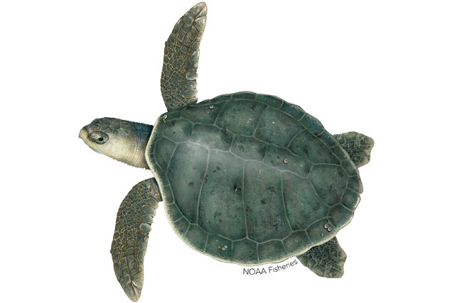 Image: Kemp's Ridley Turtle