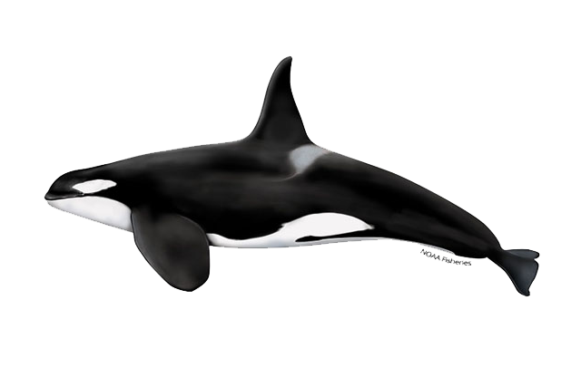 Image: Killer Whale