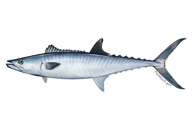 Image: Final Rule to Modify the Commercial Permit Restrictions for King and Spanish Mackerel in the Gulf of Mexico and Atlantic Federal Waters
