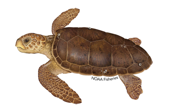 Image: Loggerhead Turtle