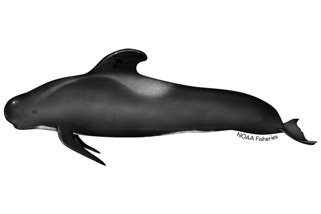Image: Long-Finned Pilot Whale