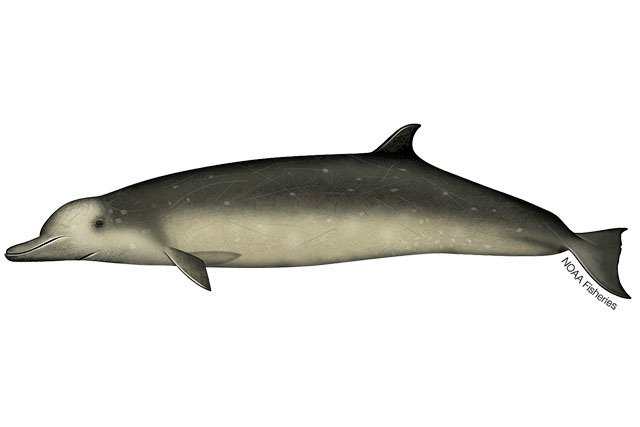 Image: Longman's Beaked Whale