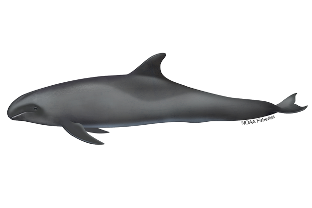 Image: Melon-Headed Whale