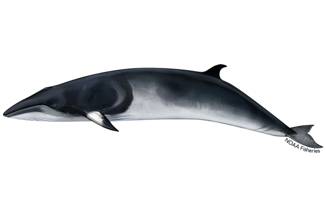 Image: Minke Whale