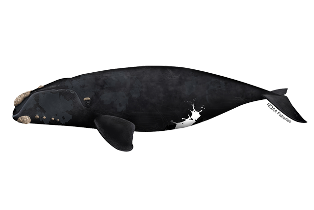 Image: North Pacific Right Whale