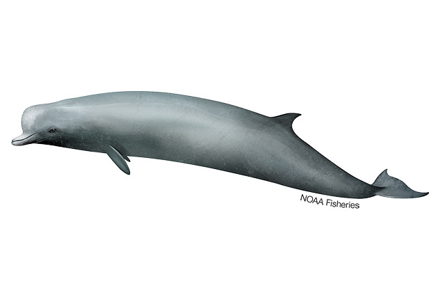 Image: Northern Bottlenose Whale