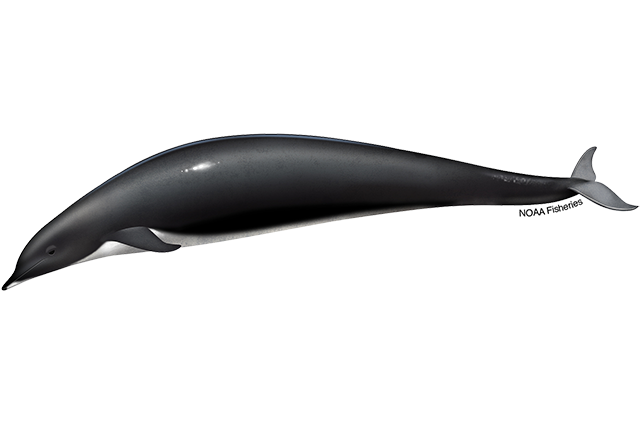 Image: Northern Right Whale Dolphin