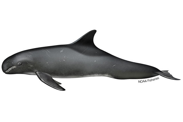 Image: Pygmy Killer Whale