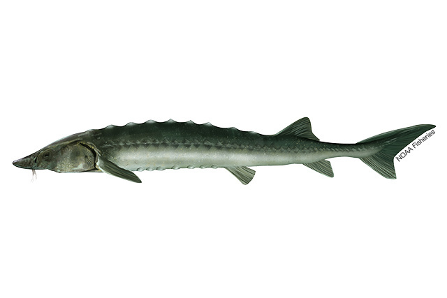 Image: Sakhalin Sturgeon