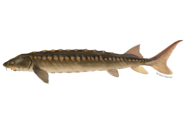 Image: Draft Environmental Assessment on Permitting Translocation of Sturgeon for Scientific Research and Enhancement 