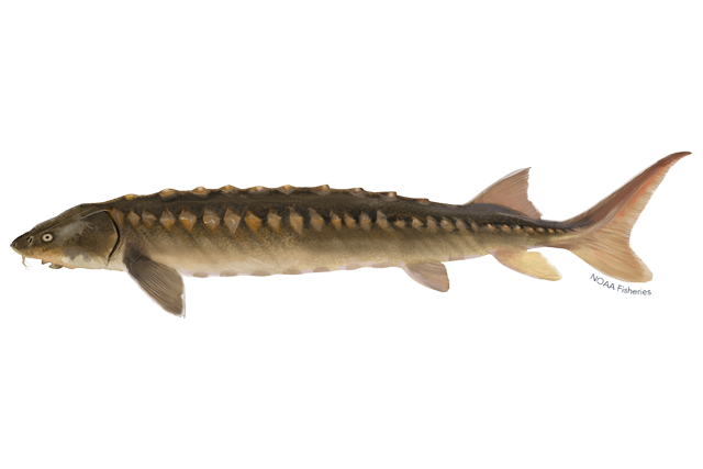 Image: Shortnose Sturgeon