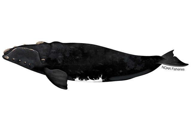 Image: Southern Right Whale
