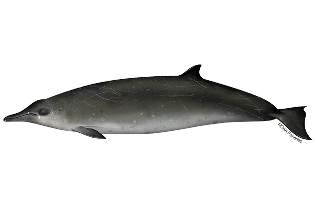 Image: Sowerby's Beaked Whale
