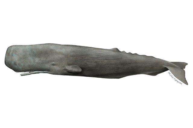 Image: Sperm Whale