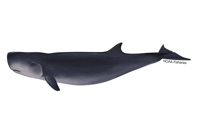 Image: Dwarf Sperm Whale