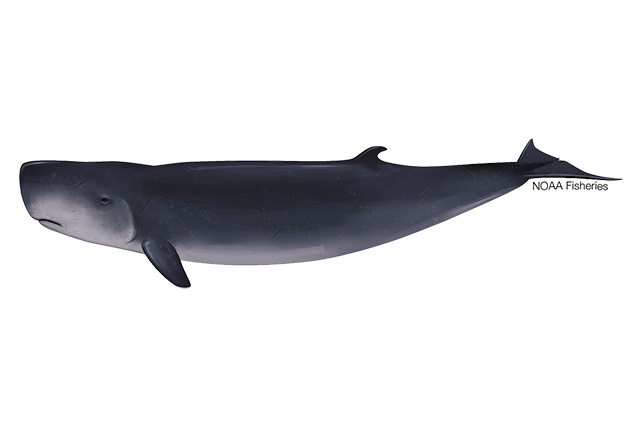 Image: Pygmy Sperm Whale