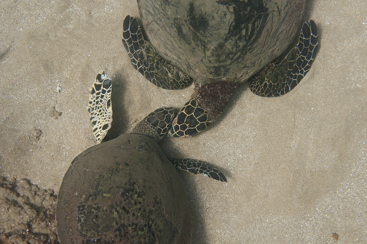 Image: How Many Male Sea Turtles is Enough?
