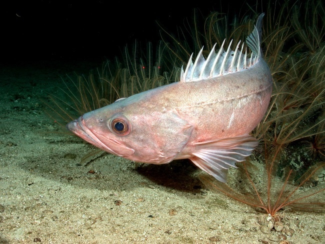 Image: Protected Waters Foster Resurgence of West Coast Rockfish