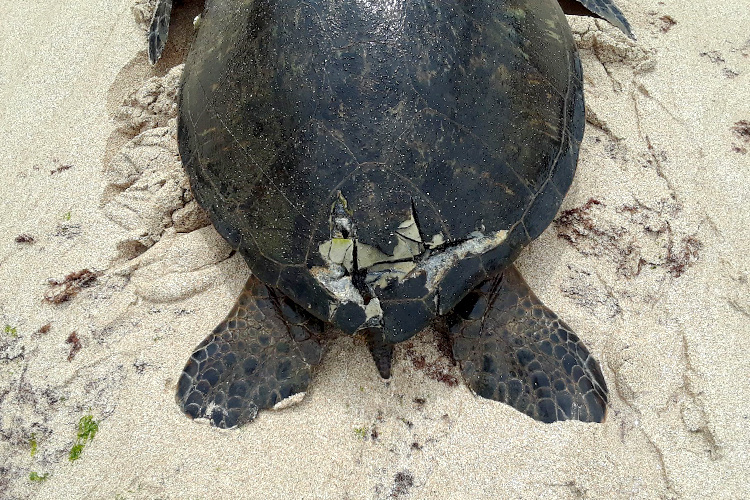 Image: Boaters Encouraged to “Ease Off” on the Throttle to Protect Turtles