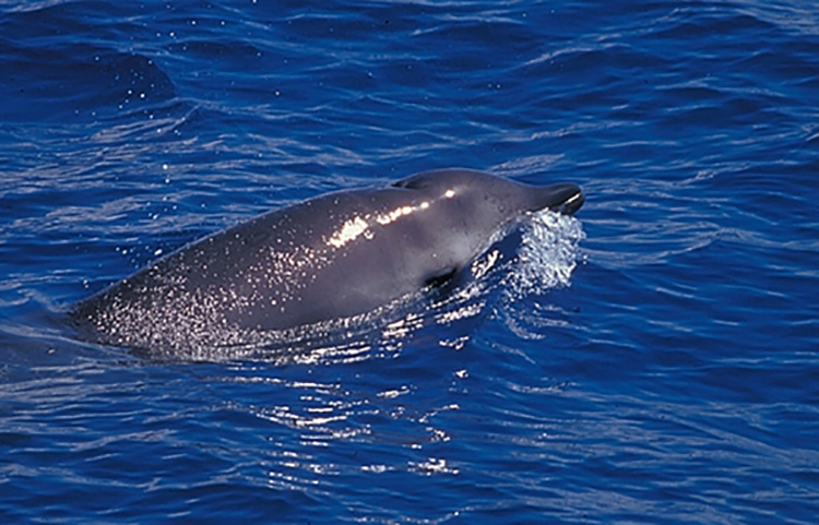 Image: Scientists Eavesdrop on Little-Known Beaked Whales to Learn How Deeply They Dive
