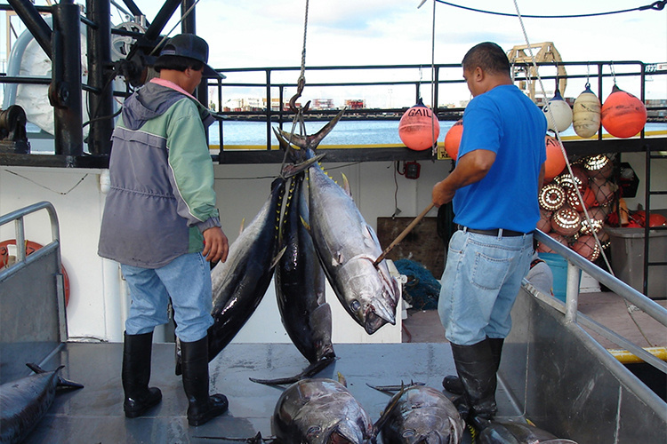 Image: Longline Bigeye Tuna Catch Limits in the Pacific