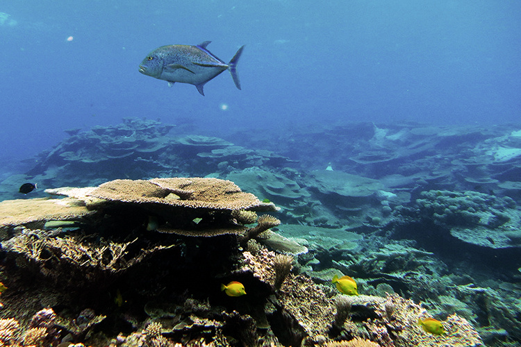 Indo-Pacific corals cope better in higher ocean temperatures