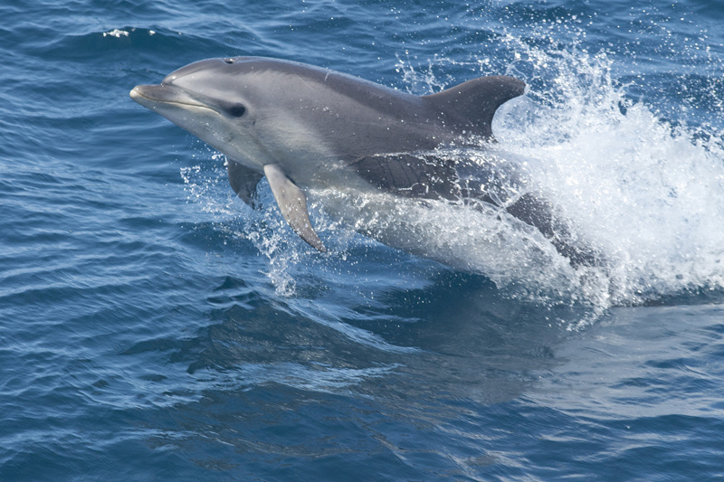 Image: Recovering Marine Species in the Southeast