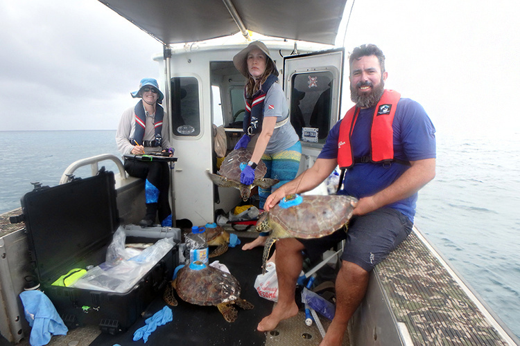 Image: World’s Most Ambitious Satellite Telemetry Study of Foraging Green and Hawksbill Sea Turtles