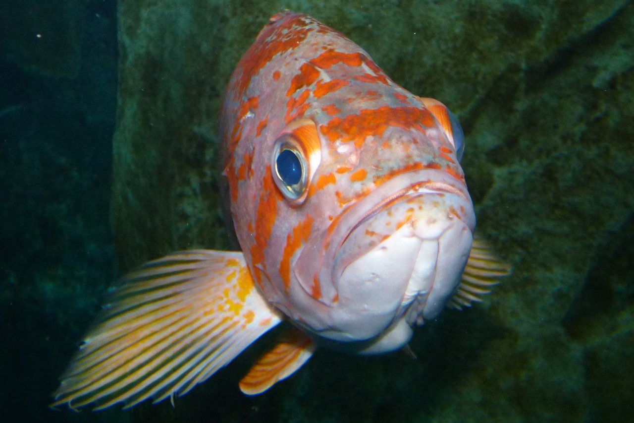 Image: Canary Rockfish—A Story of U.S. Fisheries Management