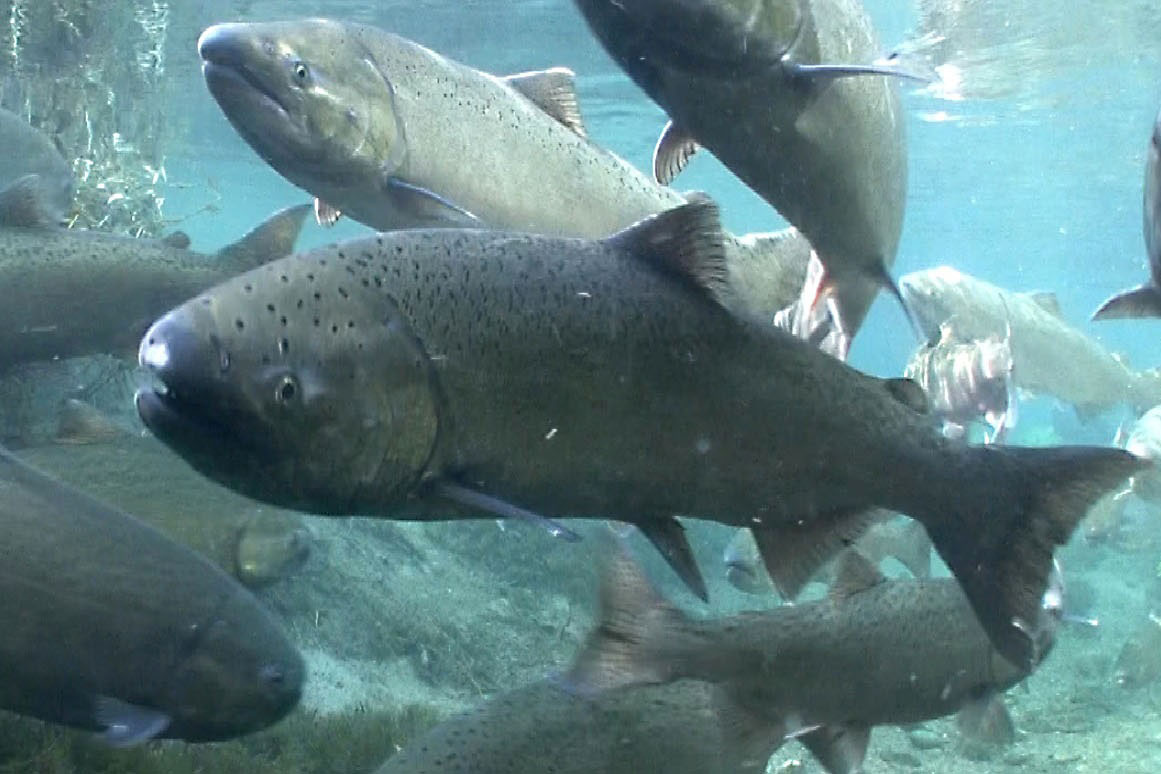 Warm Water Important for Cold-water Fish Like Salmon and Trout, Study Finds