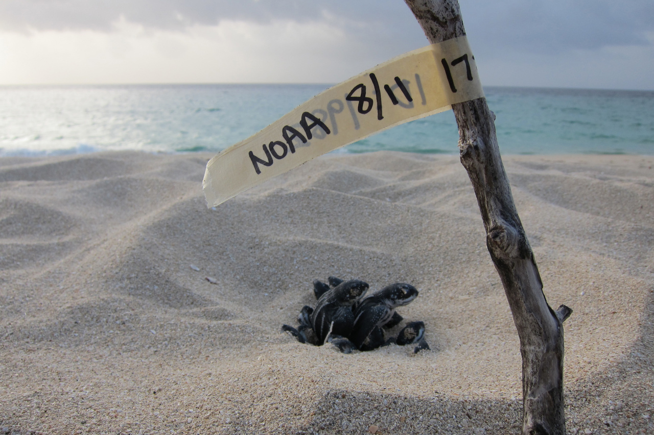 Image: Sea Turtle Fingerprints Help Unlock Population Secrets