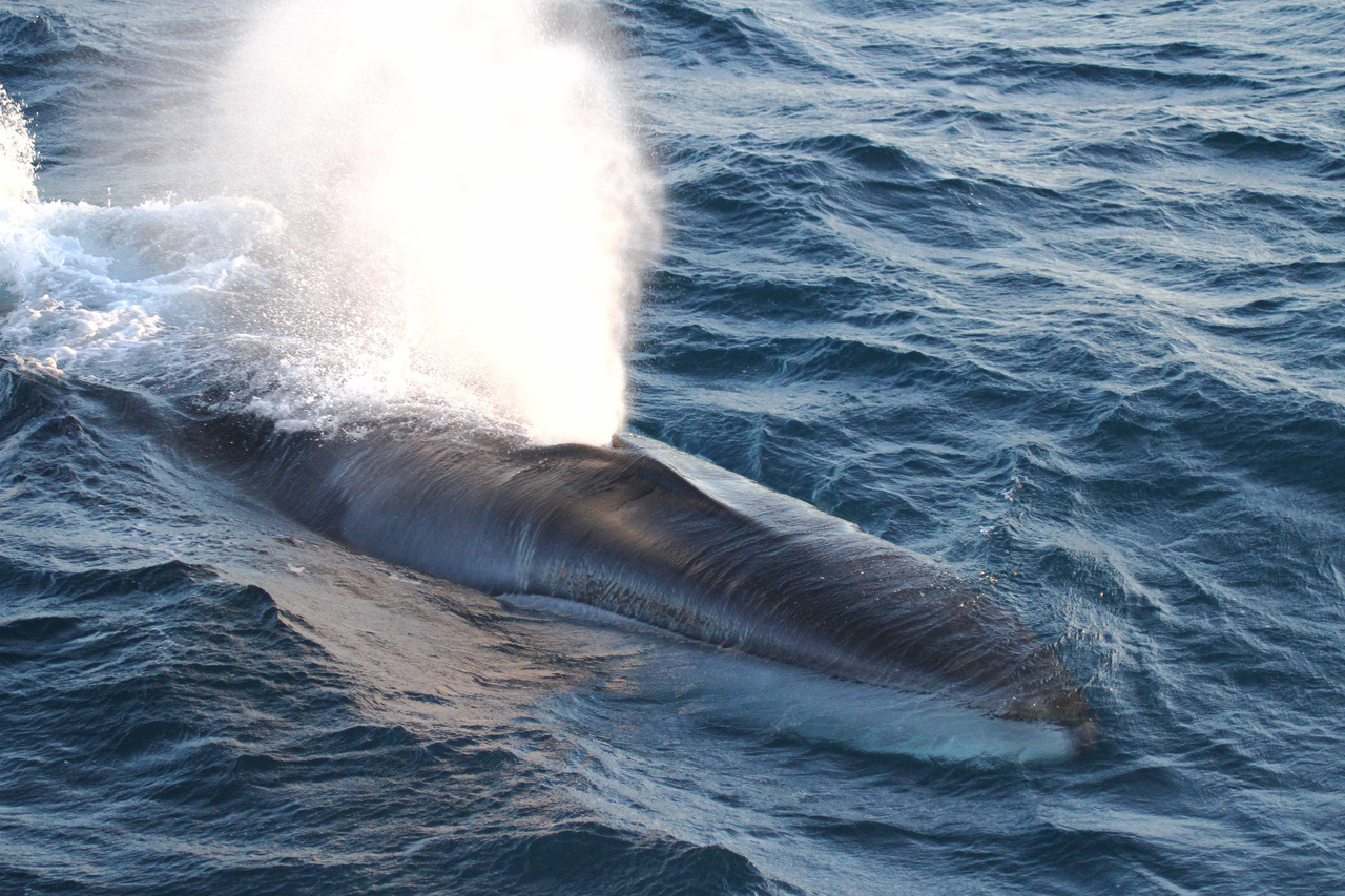 Image: Genetics Reveal Pacific Subspecies of Fin Whale