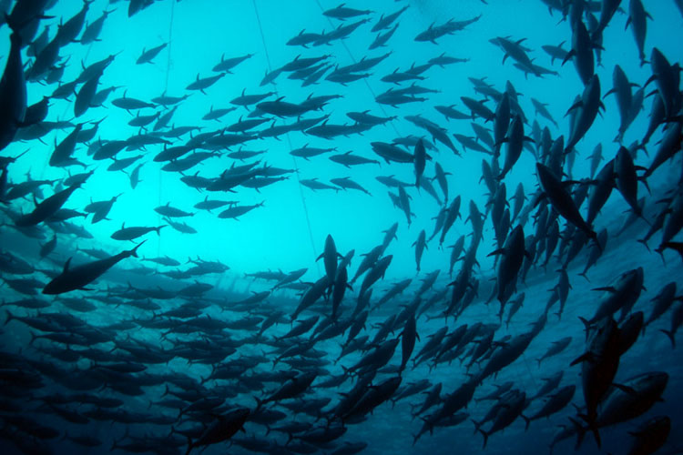 Image: International Marine Mammal Bycatch Criteria for U.S. Imports