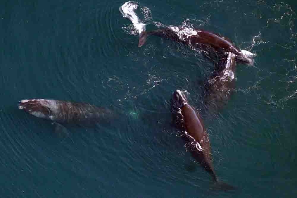 Image: North Atlantic Right Whale Sightings