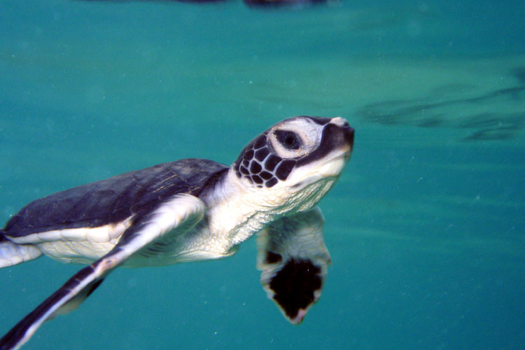 Image: Celebrate Sea Turtle Week by Learning How to Help