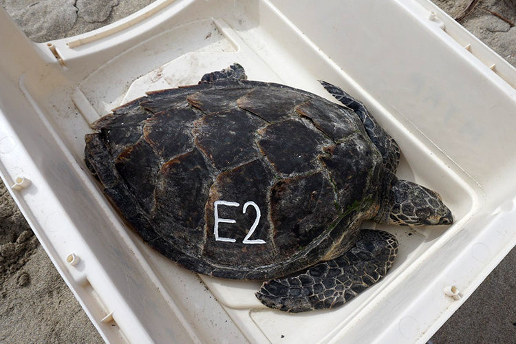 Image: Conservation Partners Come Together to Save a Hawaiian Hawksbill Turtle