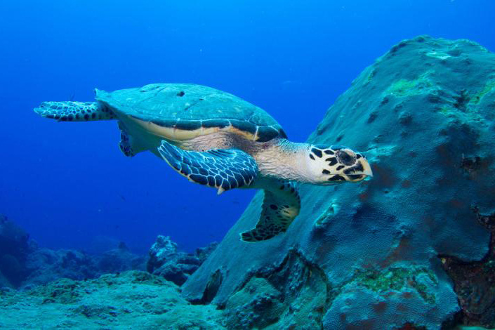Image: Saving Sea Turtles with Science: Sea Turtle Week