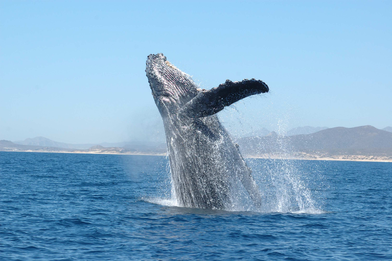 Image: Splash into Whale Week with NOAA Fisheries 