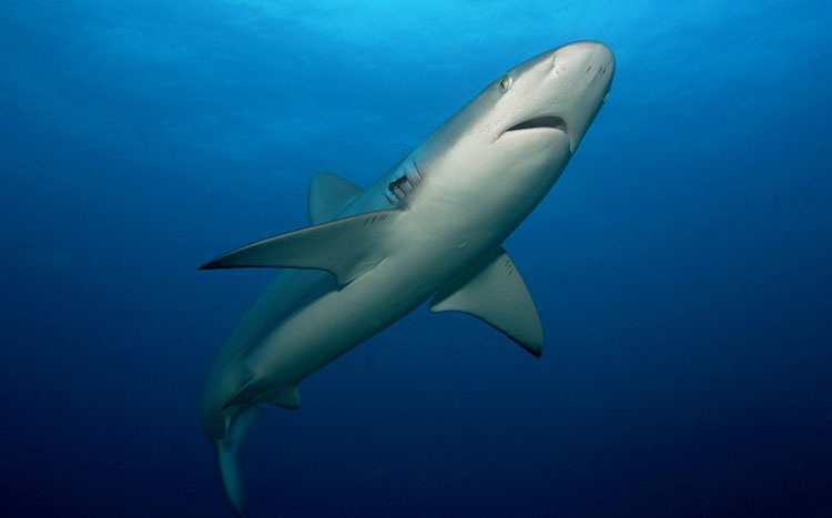 Image: Eight Surprising Shark Facts