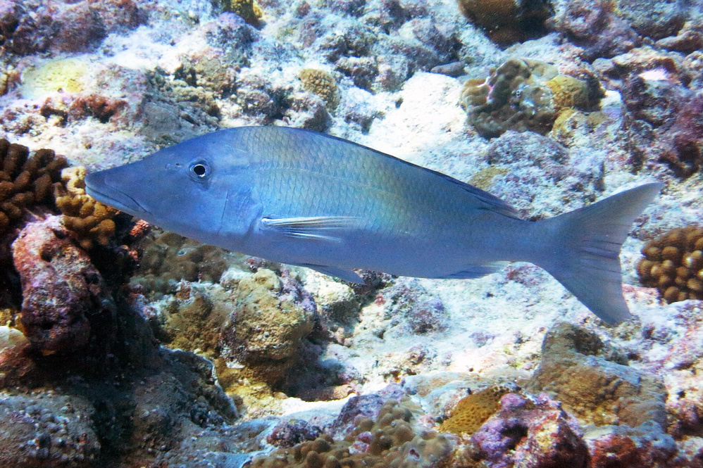 How are Coral Reef Fish Doing in Guam?