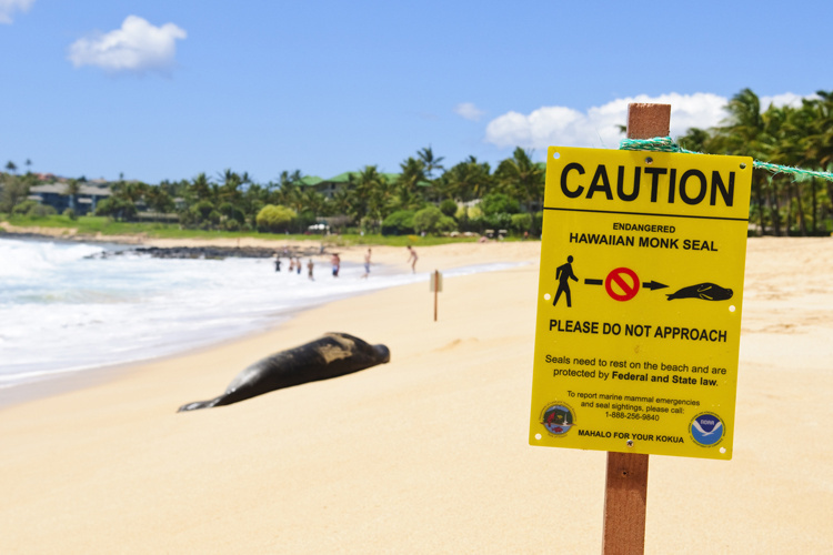 Image: A How-To Guide for Reporting Potential Marine Wildlife Harassment in Hawai‘i
