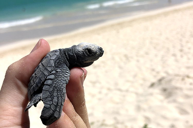 Image: Rare Olive Ridley Sea Turtle Nest Discovered on Oʻahu