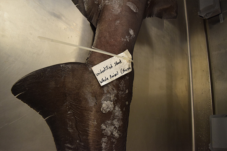Image: Revealing the Unknowns of an Unusual Catch