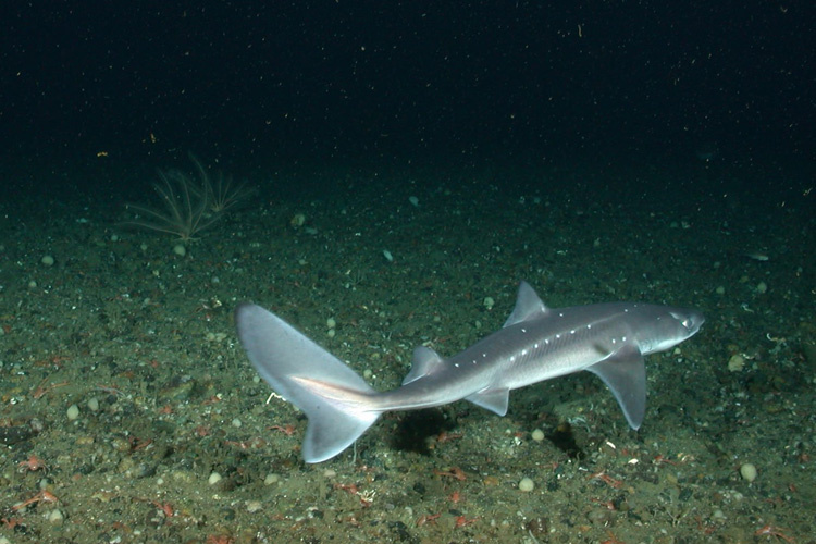 Image: Atlantic Spiny Dogfish Benefits from Sustainable Shark Management