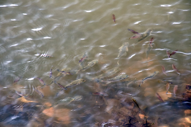 Image: Hatchery-Born Mullets Spell New Things for Ancient Hawaiian Fishponds