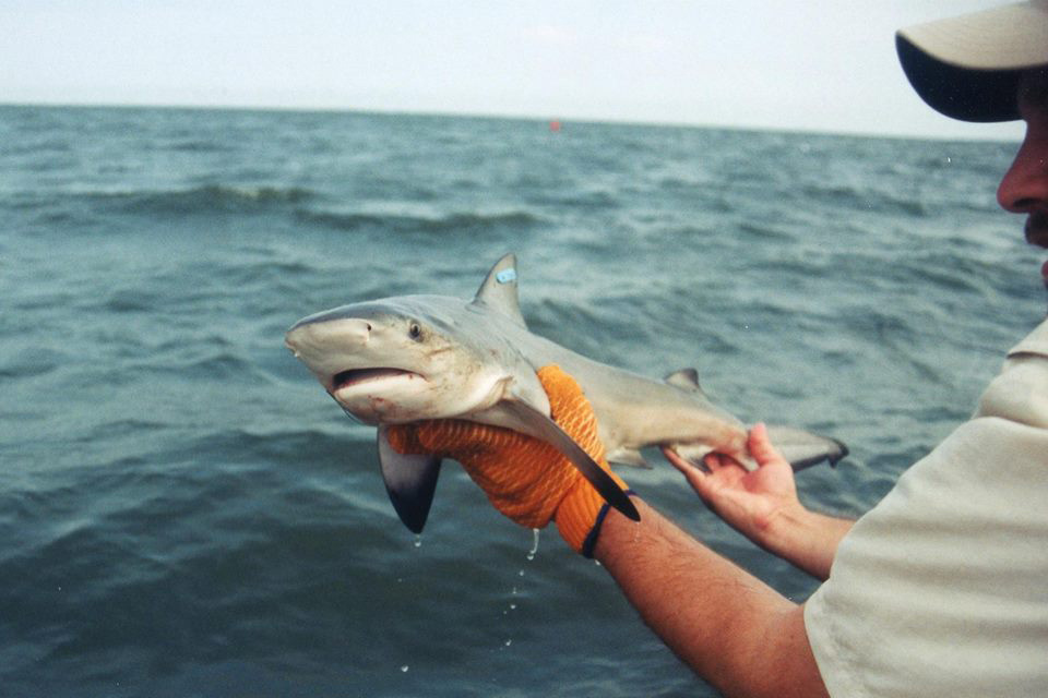 Image: The Search for Atlantic Shark Nurseries