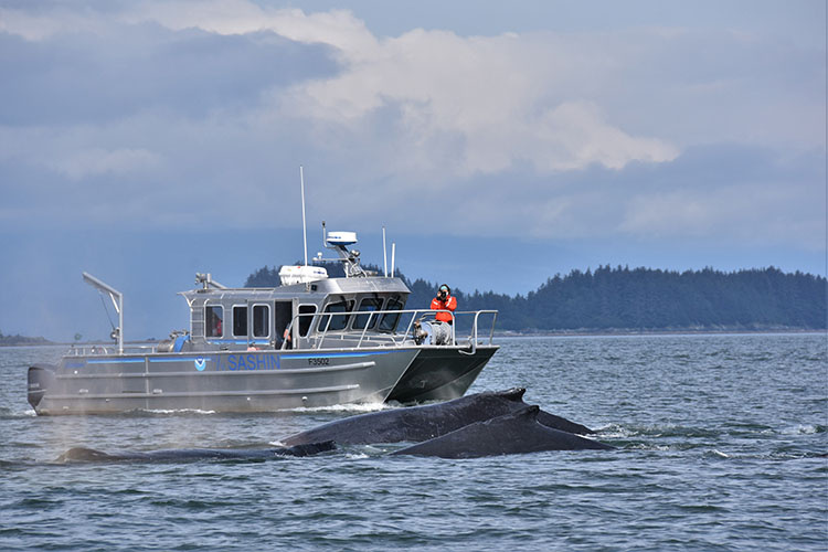 Image: Sans Tourists, Juneau Scientists Partner to Capture Data on Humpback Whales