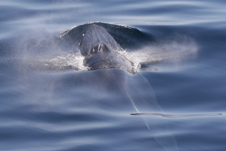 Image: Summer Survey to Study the Trophic Ecology of Gulf of Mexico Bryde’s Whales - Post 1