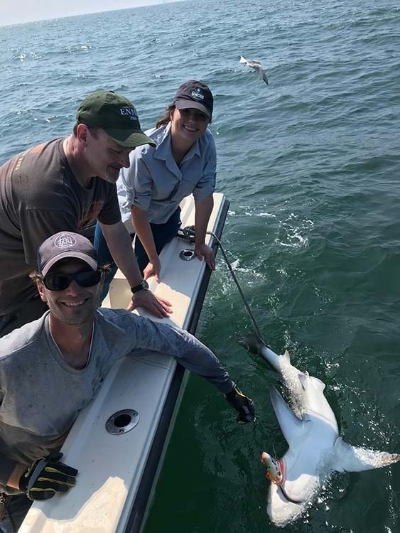 Image: NOAA Hollings Scholar Takes a Bite Out of White Shark Research