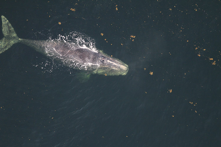 Image: When a Right Whale Dies